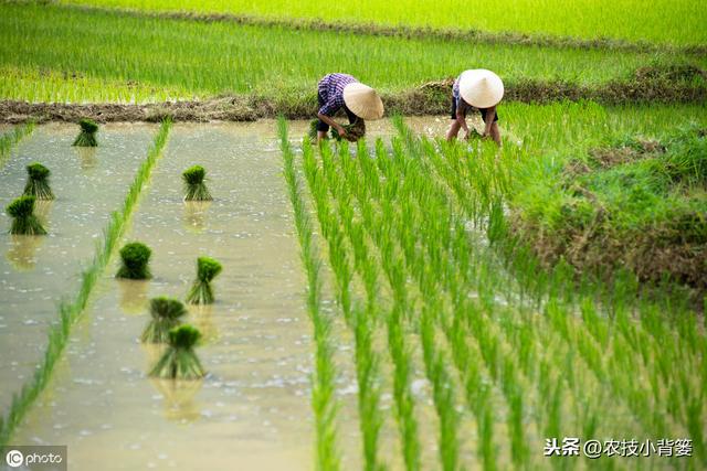 水稻如何种植管理，后期才能实现增产增收？