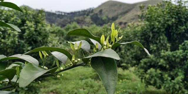 怎样种植沙糖桔？有这些流程需要掌握