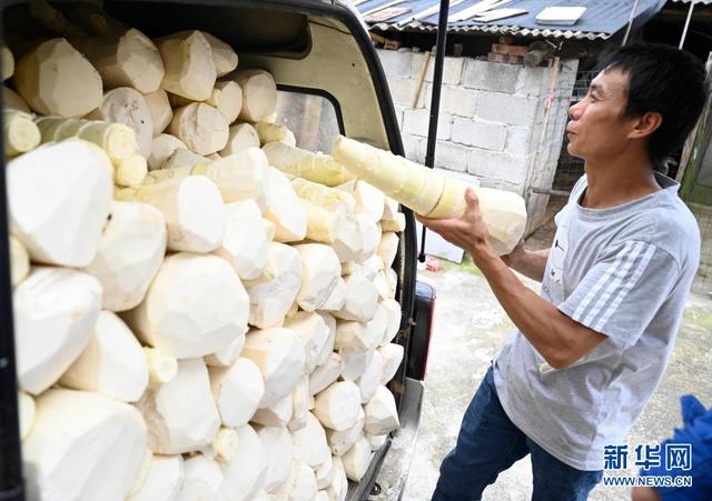 广西柳州：夏日甜竹笋收获上市