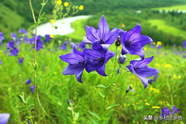 秋冬季节有土地别闲着，种上这几种药材，效益相当不错