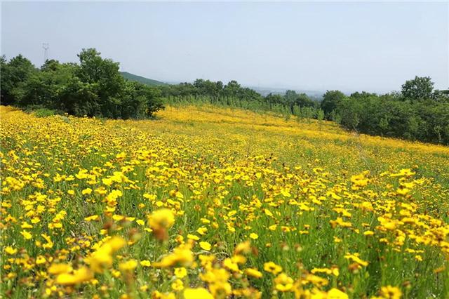 满目金黄醉初夏！威海文登区泽头镇3000亩金鸡菊花海等你来约