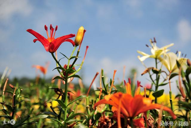 百合花养成爆盆，只需两年时间！你还每年都买种球新种？