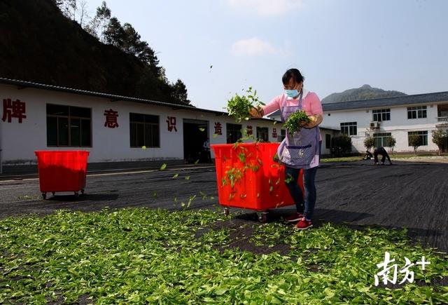 茶香萦绕近60年，梅州蕉岭抢抓机遇擦亮“蕉特”新名片