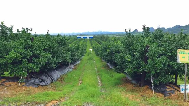 沃柑种植最土豪、最标准的基地，第一年投产就收获了3个没想到