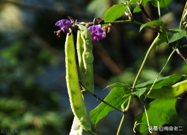 扁豆种植技术，这种方法能让你从夏天吃到冬天，非常实用