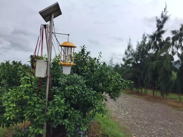 沃柑种植最土豪、最标准的基地，第一年投产就收获了3个没想到