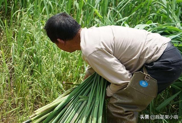 长在水里的4种野菜，味道鲜嫩无比，其中有一种现在挖正是好时候