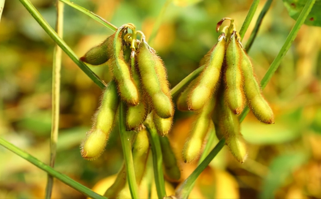 激光刺激种植前的大豆会对产量和蛋白质造成什么影响？