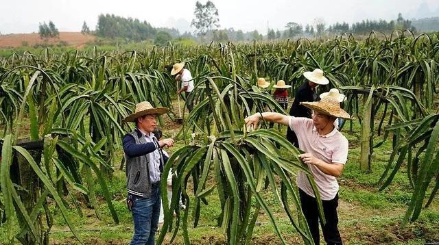 “有广西人么，家里有水果档的，单纯想交个朋友”