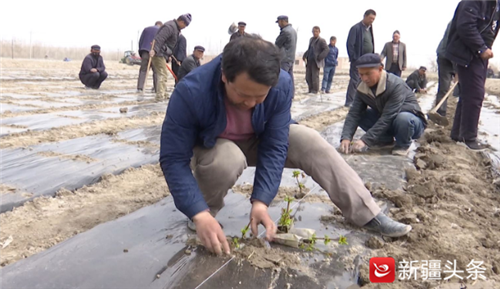 岳普湖县五千余亩金银花开始种植 5月可开花采摘