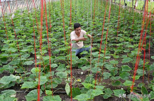 晚豆角和晚黄瓜种植小技巧，出苗齐、长势壮，后期结果一茬接一茬