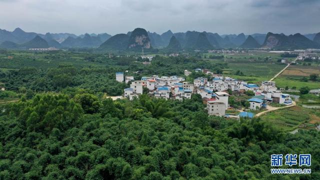 广西柳州：夏日甜竹笋收获上市