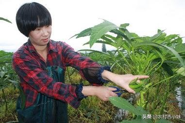 黄秋葵种植技术，办法都有什么呢