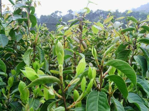 油茶种植技术，及病虫害防治分析，提高茶油产量