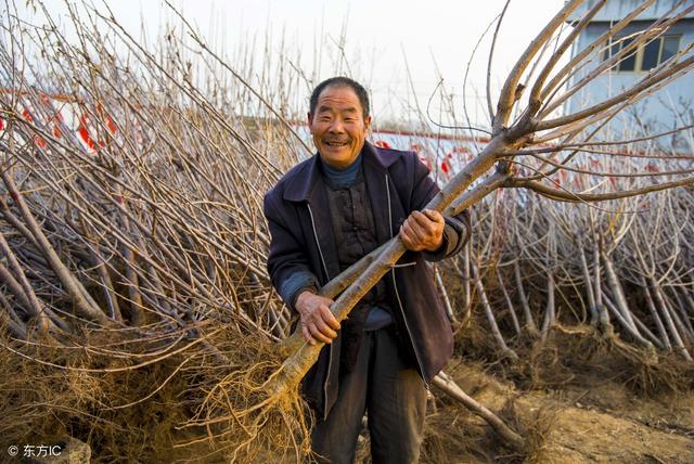 为什么说“春栽果树在于早”，该早到什么时候才适合？晚了会咋样