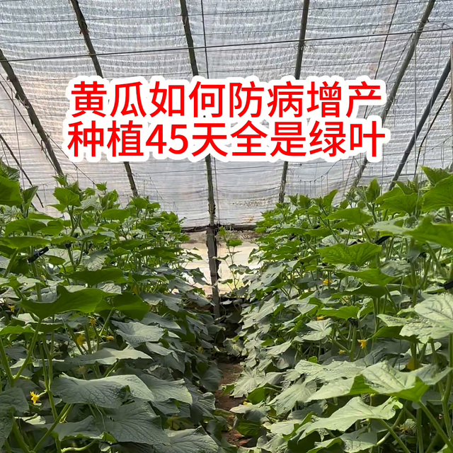 黄瓜种植45天，全是绿叶没有病害，冲药代替打药省人工#...