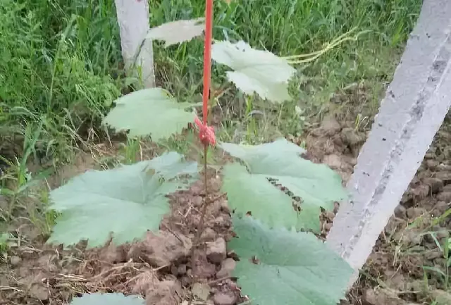 葡萄栽植第一年关键管理技术