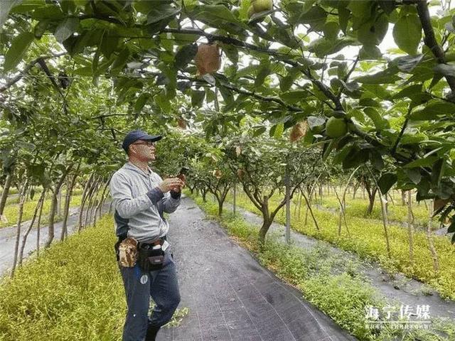 浙大博士在海宁农村13年守一片果园，当红的这水果藏着秘密