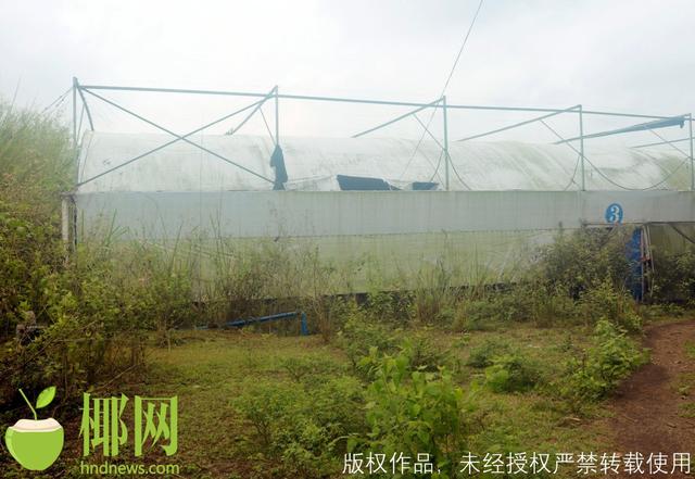 海口一蘑菇种植基地投资500万元，预计五年盈利，结果半年便停止……