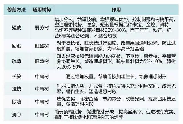 修剪也有那么多讲究！晚熟VS早中熟芒果品种修剪有何不同？