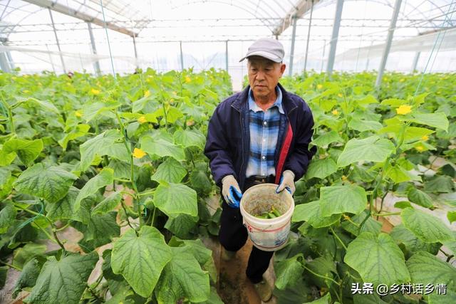 晚豆角和晚黄瓜种植小技巧，出苗齐、长势壮，后期结果一茬接一茬