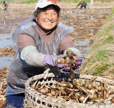 曾为宫廷贡品，春节档时蔬，掌握高产技巧，小慈姑也能种出高效益