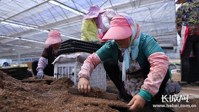 视频｜看，河北这个地方这样种菜