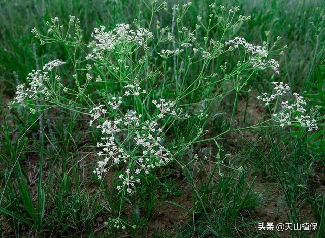 一些药材品种适合农村种植，种植效益十分可观！