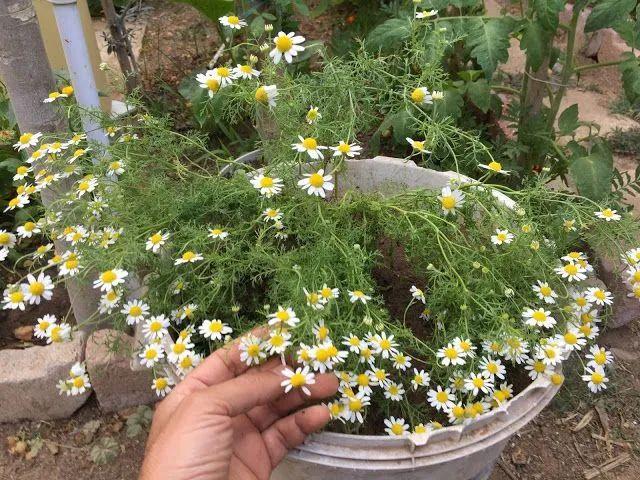 在花盆里种花开灿烂的洋甘菊，教你播种培育幼苗，花朵可不断采摘