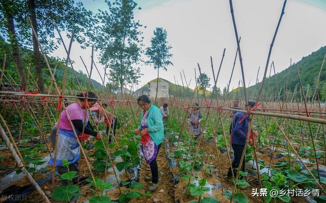 晚豆角和晚黄瓜种植小技巧，出苗齐、长势壮，后期结果一茬接一茬