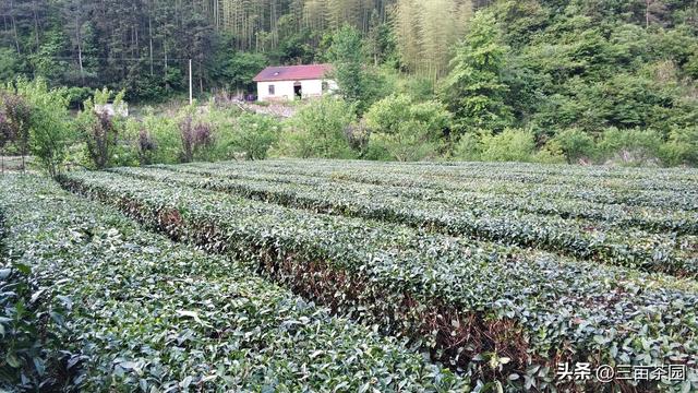 茶叶种植需不需需要施肥，老祖宗总结的这句话就给我们答案了