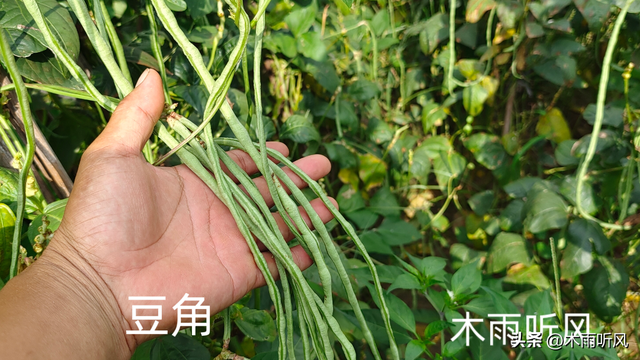 秋豆角最适合什么时间种植？怎样种植秋豆角？