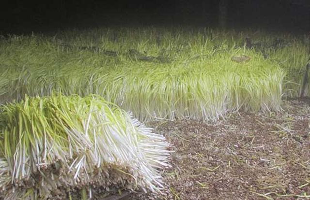 韭黄种植栽培技术要点