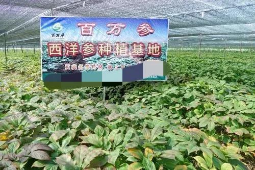 种植西洋参亩入2万多元，农村致富好门路，但投资大风险也较大