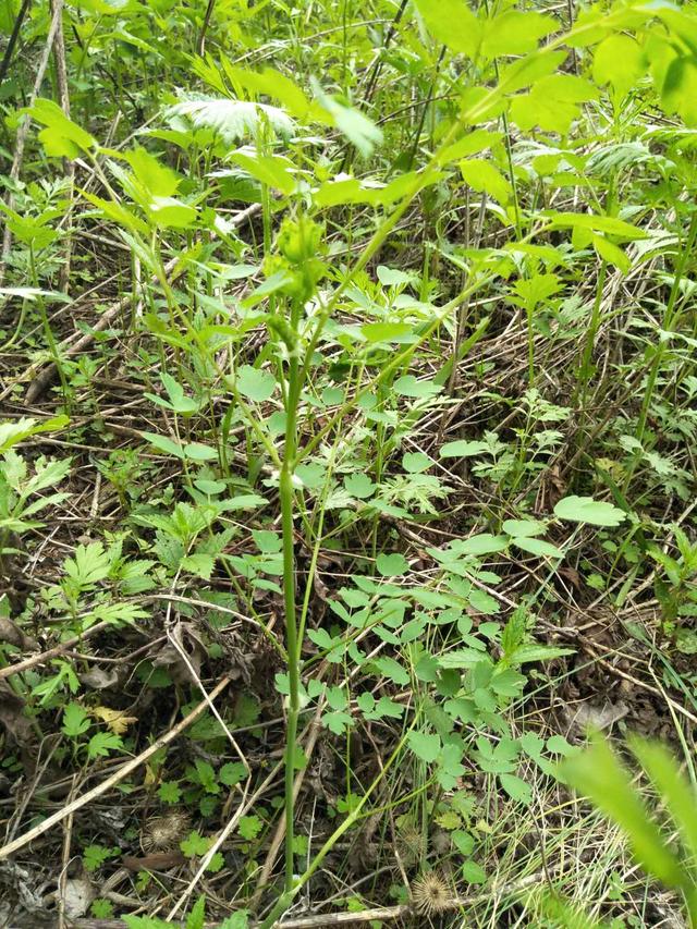 这种野菜人工栽培投资小，见效快，利润高，市场极大，你认识吗？