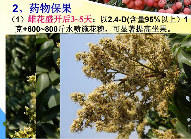 荔枝1-12月详细种植管理日记：如秋冬梢管理、及保花保果等记录