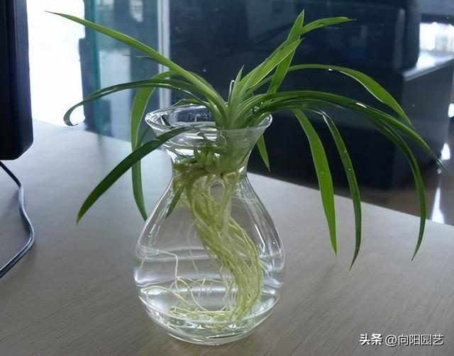 水培植物，哪些可以养？推荐这6种，干净卫生，观赏性高