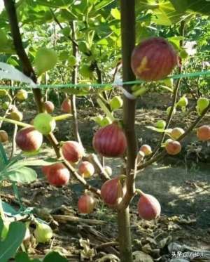 新疆无花果种植基地(走进智慧果园549农庄：北京最大的无花果种植基地)