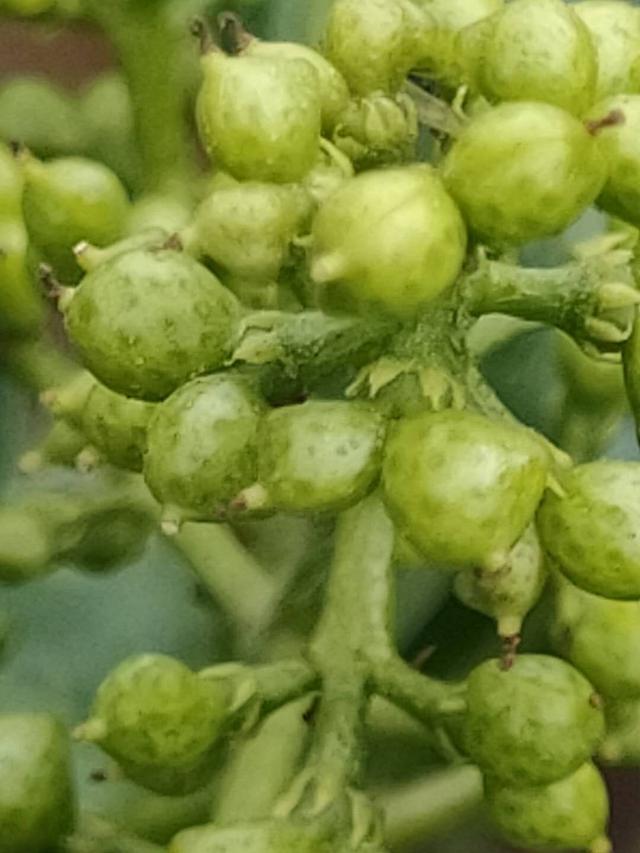 在花椒种植过程中药害发生的可能原因