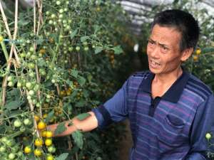 江阴蔬菜种植(帮他帮他帮他江阴5旬老农种植小番茄苦愁销路)