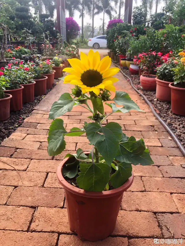 这花围着太阳转，越热越晒越爆盆，矮化向日葵，阳台盆栽就很美