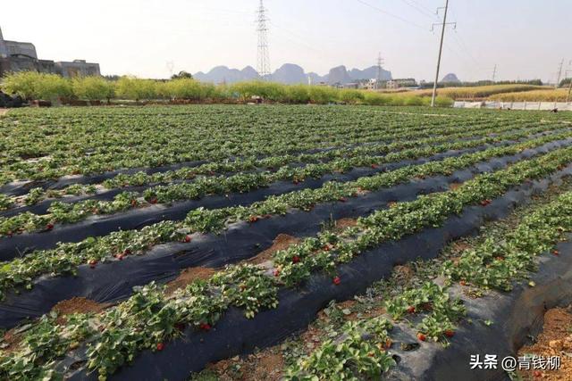 桂林市雁山区柘木镇草莓栽培技术要点