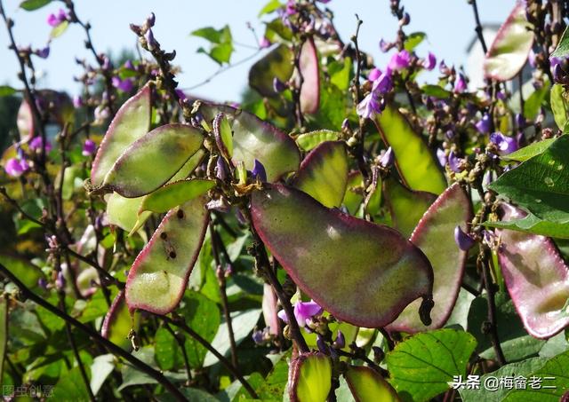 扁豆种植技术，这种方法能让你从夏天吃到冬天，非常实用