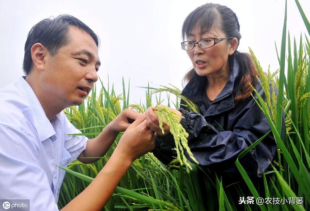 水稻如何种植管理，后期才能实现增产增收？