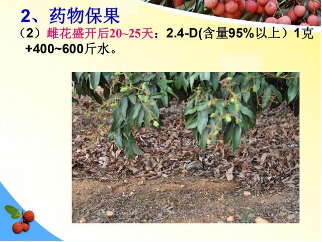 荔枝1-12月详细种植管理日记：如秋冬梢管理、及保花保果等记录