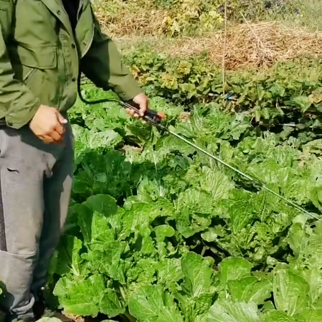 白菜用上它，不脱帮不烂心，棵大心满产量蹭蹭涨@抖音短视频