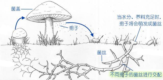 宅家种蘑菇︱网购菌包你了解多少！怎样才能收获更多更快？