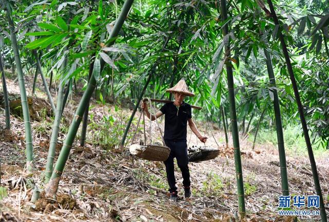 广西柳州：夏日甜竹笋收获上市