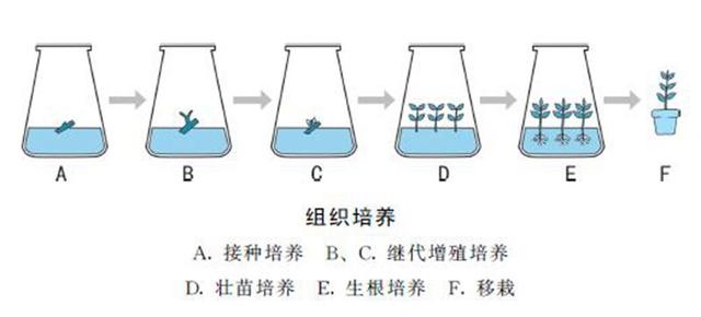 花卉繁殖技术有哪些？