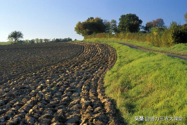 向日葵“烂头病”最新防治方法，六大措施有效防治90%，亲测有效